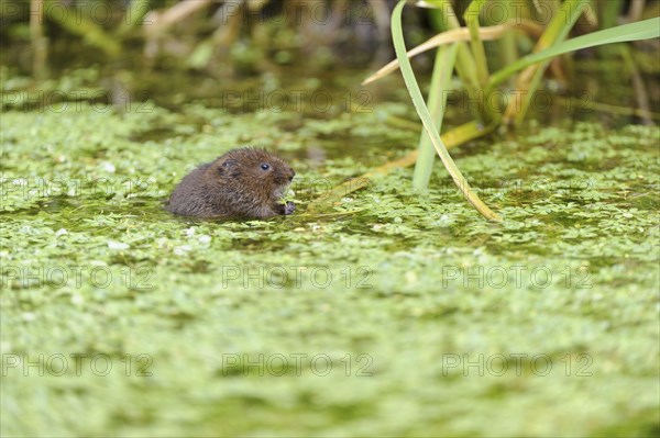 Eastern vole