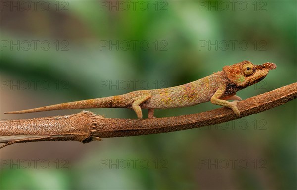 Long-nosed Chameleon