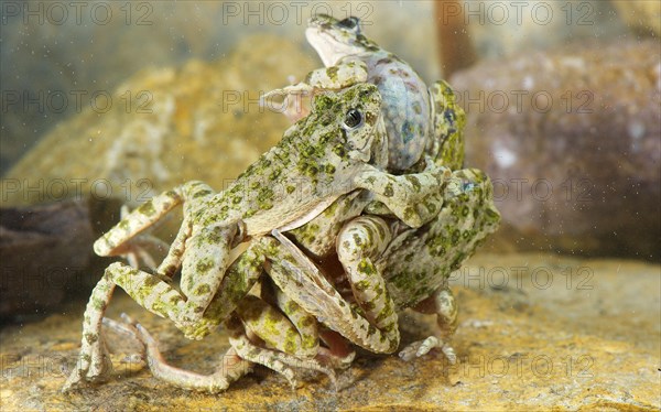 Common common parsley frog