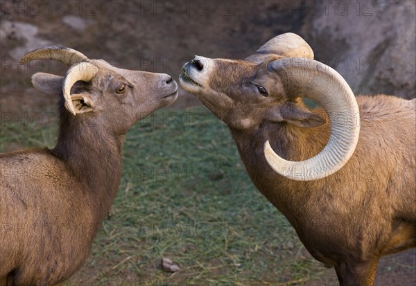 Desert bighorn sheep