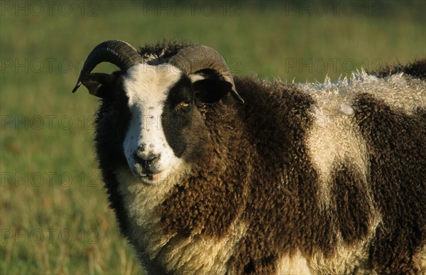 Jacob Sheep Close Up