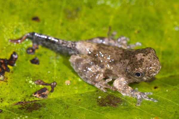 Acre tree frog