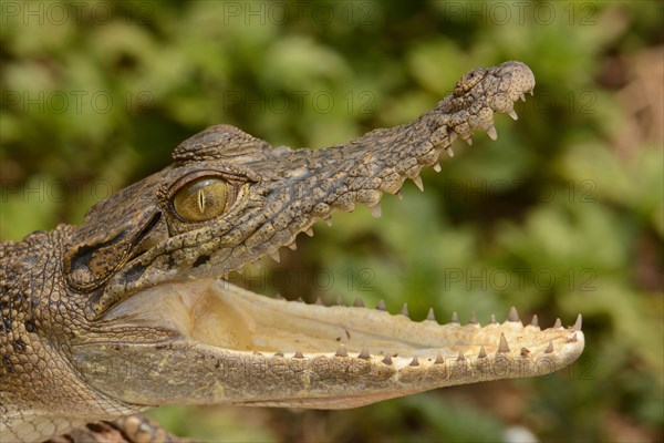 Saltwater crocodiles