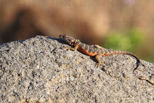 Cordylus melanotus