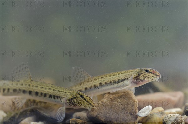 Spined Loach