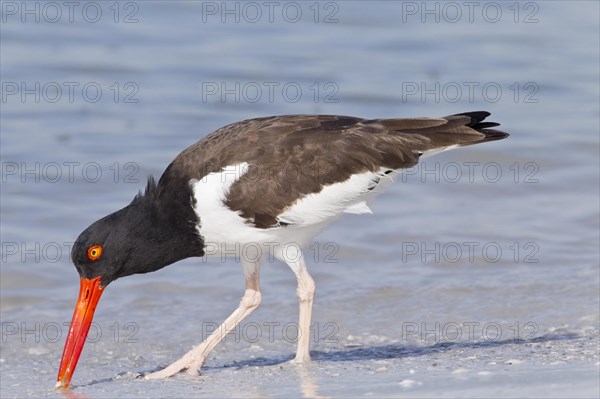 American oystercatcher