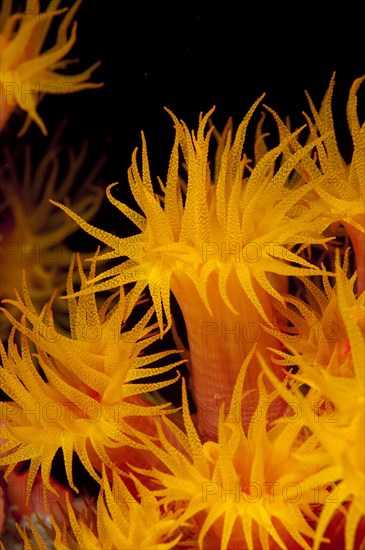 Chalice coral