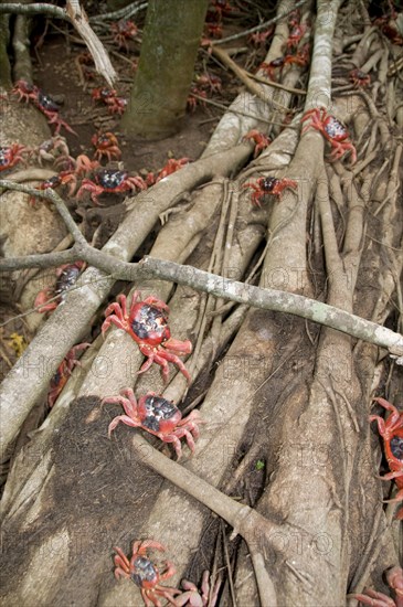 Christmas island red crab