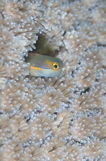 Tailspot Blenny