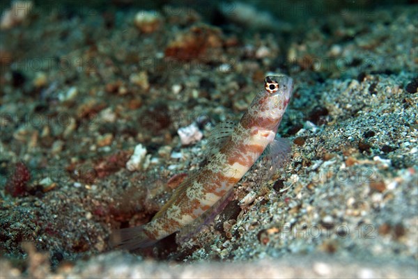 Spotted shrimp goby