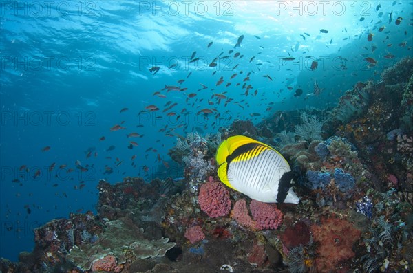 Lined Butterflyfish