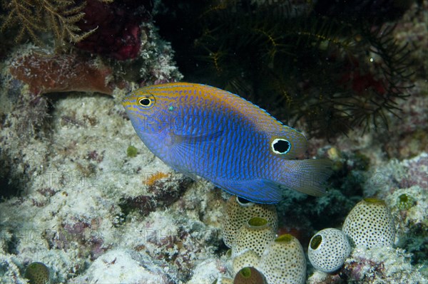 Princess Damselfish