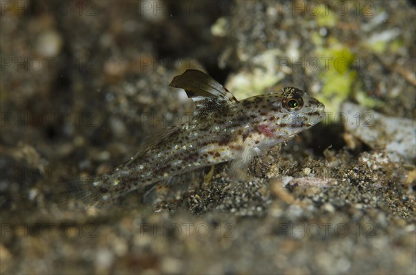 Blacktip sand goby