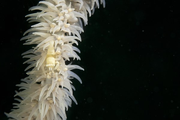 Wire Coral Shrimp