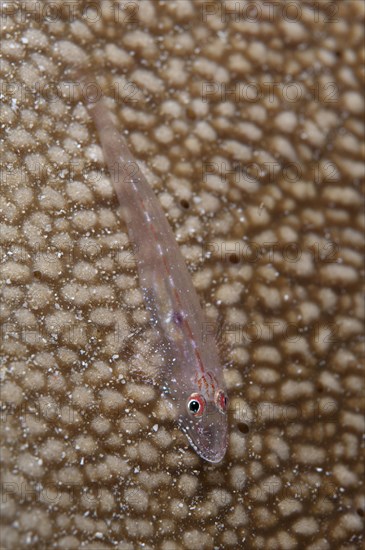 Common Ghostgoby