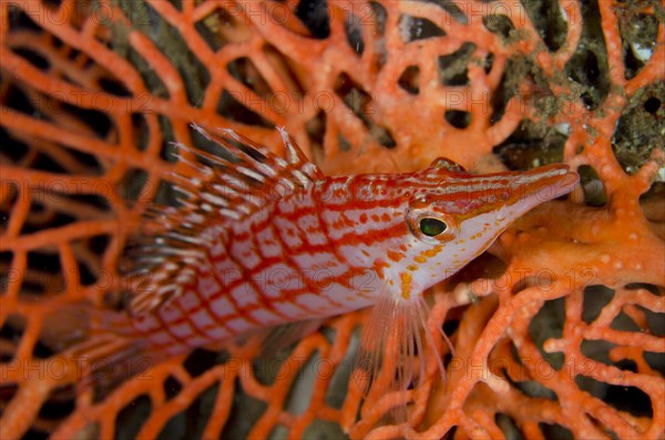 Longnose Coral Guard