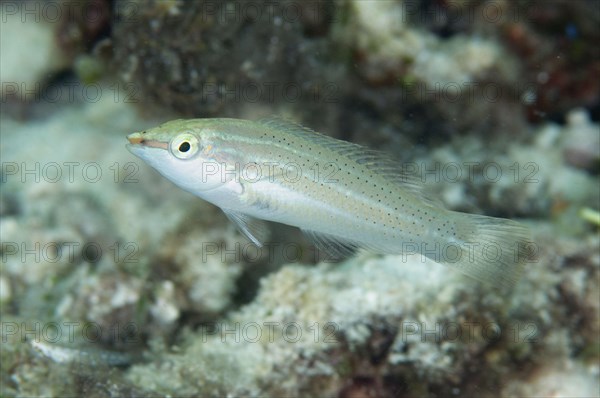 Pastel-green Wrasse