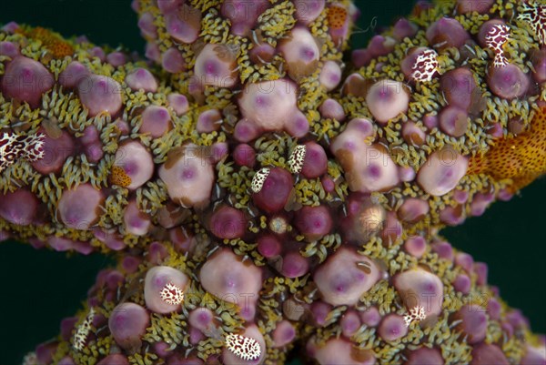 Warty sea star