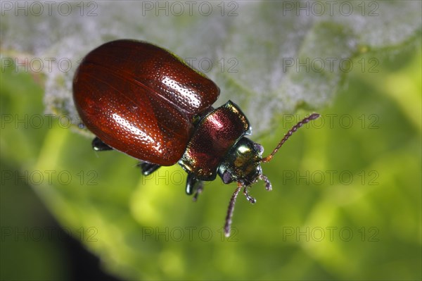 Smooth leaf beetle