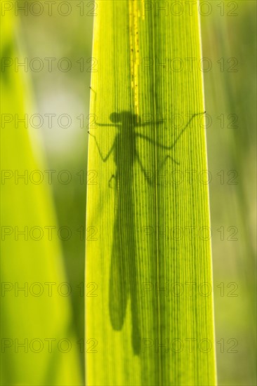 Agrion splendens