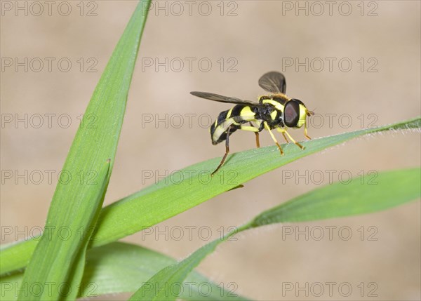 Late Yellow-bordered Hoverfly