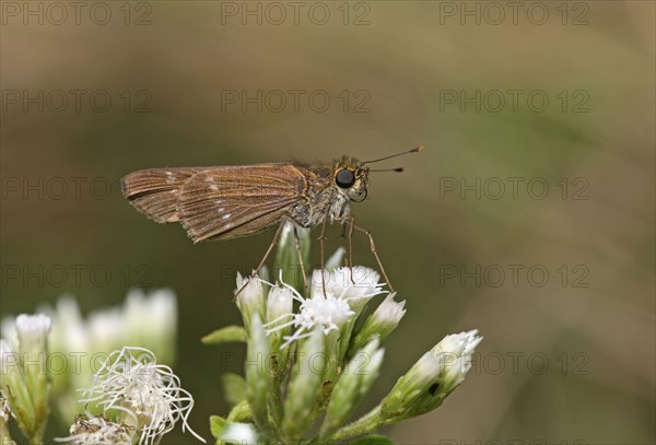 Watson's Cane Skipper