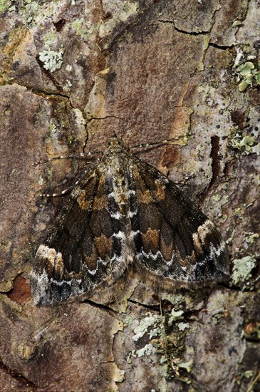 Dark Marbled Carpet