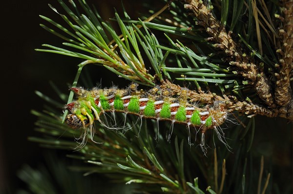 Spanish spanish moon moth