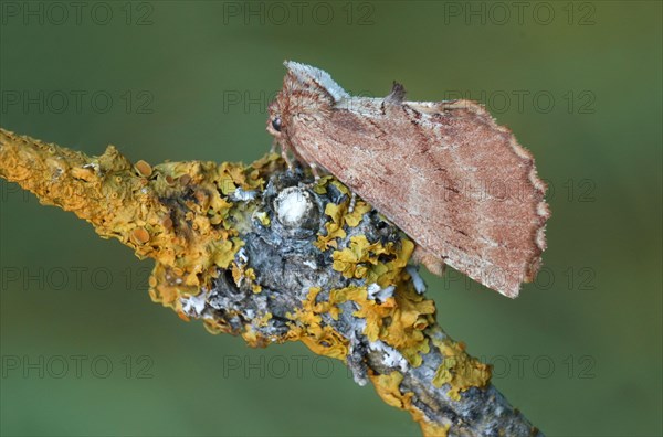 Coxcomb coxcomb prominent