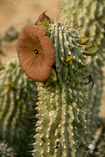 Flowering Hoodia