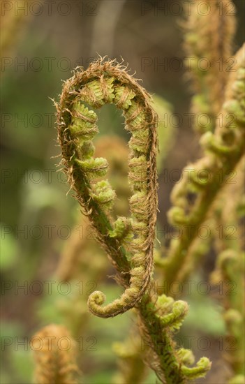 Scaly Male Fern