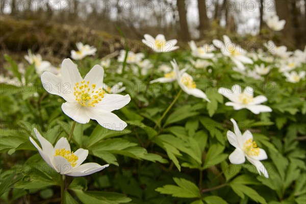 Wood Anemone