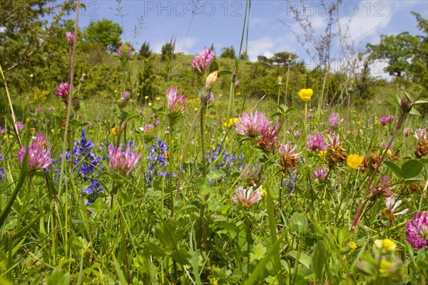 Red Clover