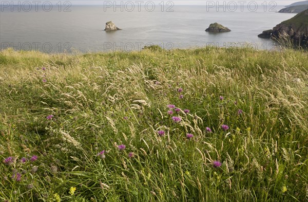 Greater Knapweed