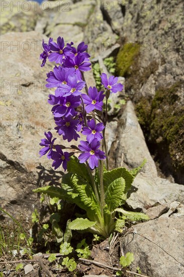 Shining Primula