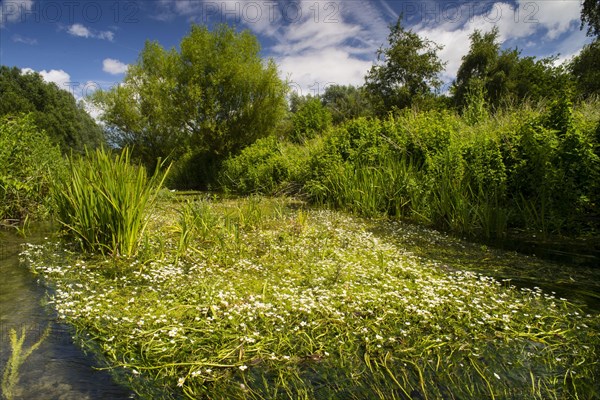 Flowering mass of river water crowfoot