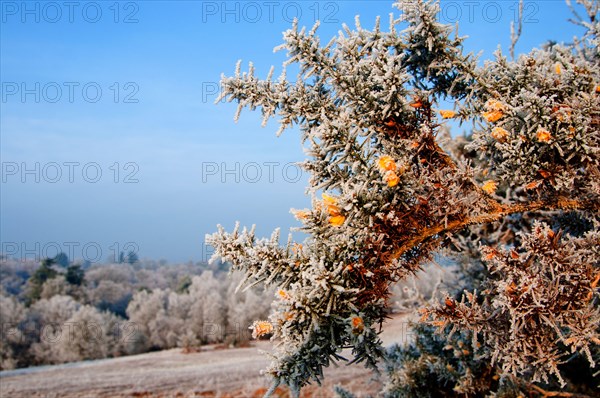 Flowering common gorse