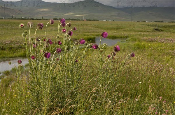 Musk thistle