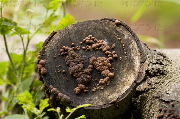 Beech Woodwart