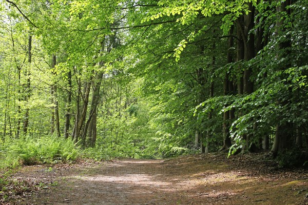 Common Beech