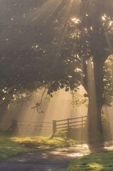 Sessile oak