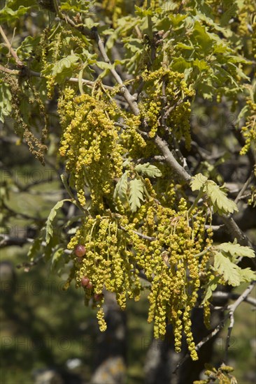 Downy oak