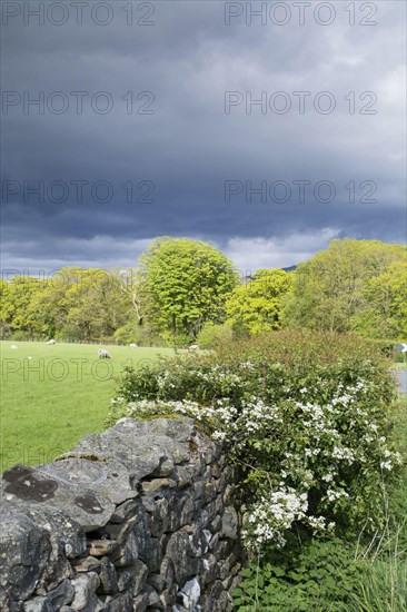 Dry stone wall and hawthorn