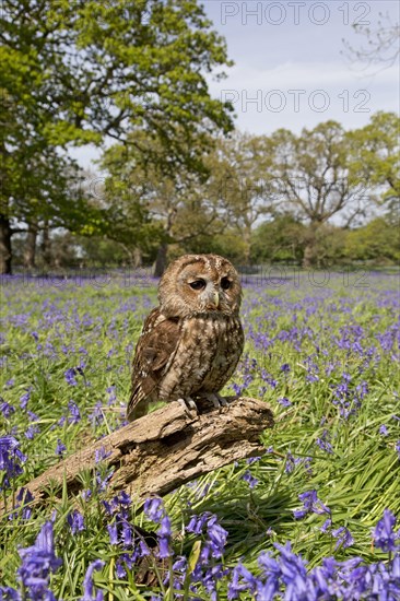 Tawny owl