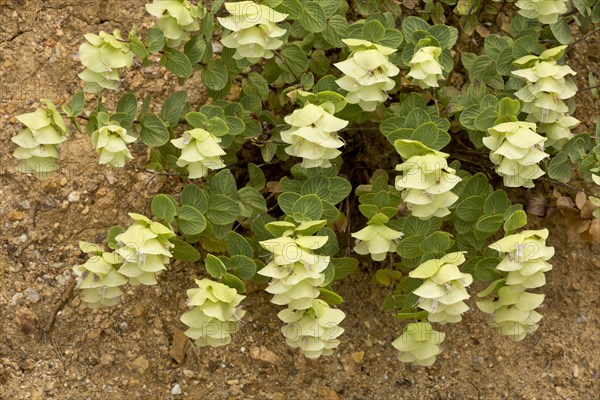 Round-leaved Oregano