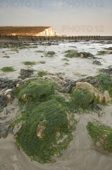 Rocks covered with seaweed on the coast