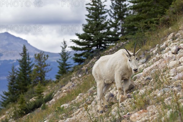 Rocky Mountain mountain goat