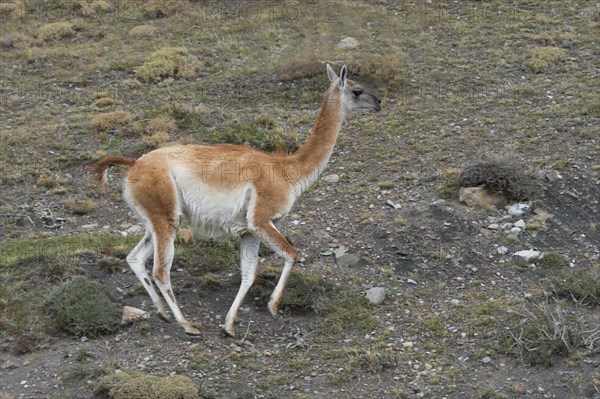 Guanaco