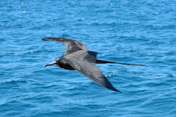 Magnificent Frigatebird