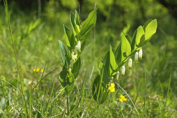 Angular solomon's seal